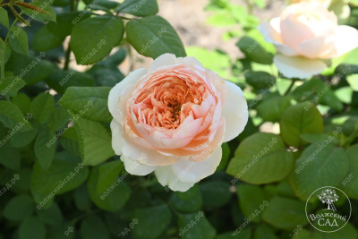 Роза Салманасар (ч-гибрид,роз,) н