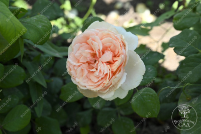 Роза Салманасар (ч-гибрид,роз,) н