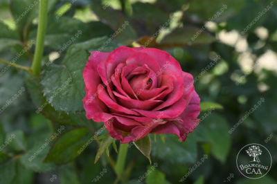 Роза Сингл Малт (ч-гибрид,роз,красн,) н