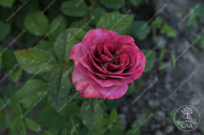 Роза Сингл Малт (ч-гибрид,роз,красн,) н