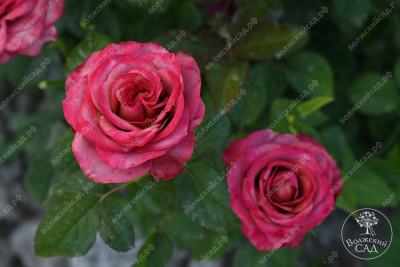 Роза Сингл Малт (ч-гибрид,роз,красн,) н