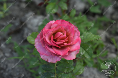 Роза Сингл Малт (ч-гибрид,роз,красн,) н