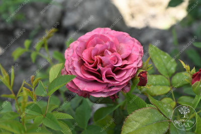 Роза Сингл Малт (ч-гибрид,роз,красн,) н