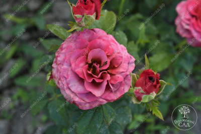 Роза Сингл Малт (ч-гибрид,роз,красн,) н