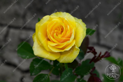 Роза Соуза (ч-гибрид,желт,) н