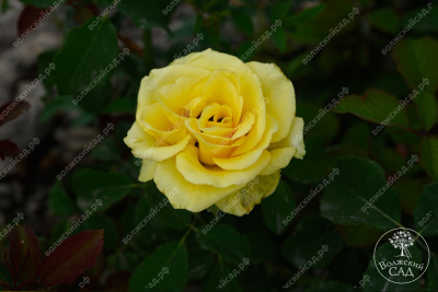 Роза Соуза (ч-гибрид,желт,) н