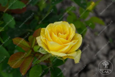 Роза Соуза (ч-гибрид,желт,) н