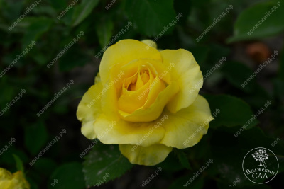 Роза Соуза (ч-гибрид,желт,) н