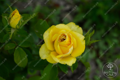 Роза Соуза (ч-гибрид,желт,) н