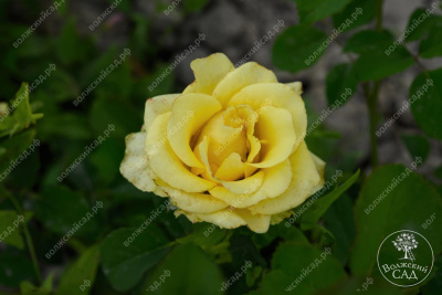 Роза Соуза (ч-гибрид,желт,) н