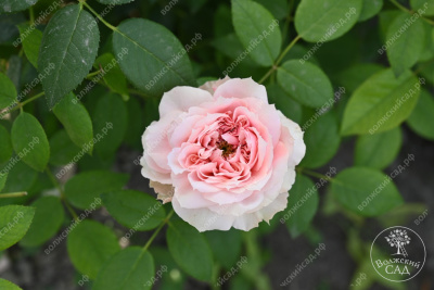 Роза Шоне Майд (ч-гибрид,роз,) н