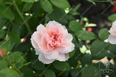 Роза Шоне Майд (ч-гибрид,роз,) н