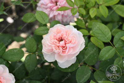 Роза Шоне Майд (ч-гибрид,роз,) н