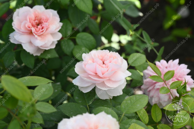 Роза Шоне Майд (ч-гибрид,роз,) н