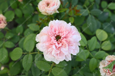 Роза Шоне Майд (ч-гибрид,роз,) н