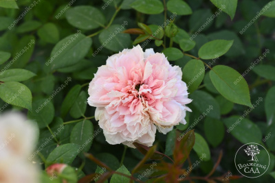 Роза Шоне Майд (ч-гибрид,роз,) н