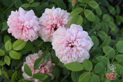 Роза Шоне Майд (ч-гибрид,роз,) н