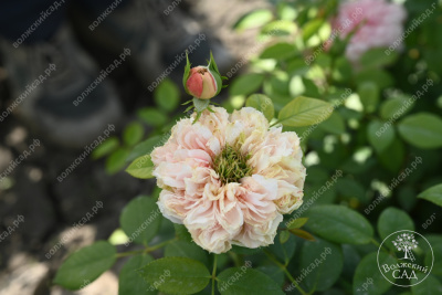 Роза Шоне Майд (ч-гибрид,роз,) н