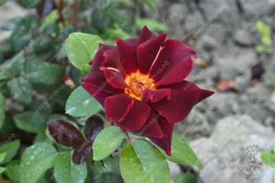 Роза Эдди Митчел (ч-гибрид,крас,) н