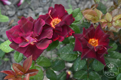 Роза Эдди Митчел (ч-гибрид,крас,) н