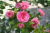 Роза Баронесса (флориб,роз.) н