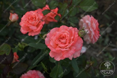 Роза Вайкики (флориб,роз.) н