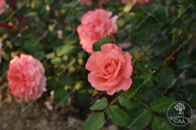 Роза Вайкики (флориб,роз.) н