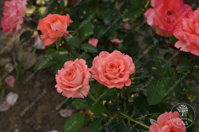 Роза Вайкики (флориб,роз.) н