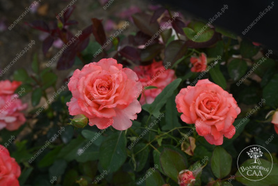 Роза Вайкики (флориб,роз.) н