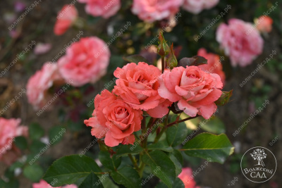 Роза Вайкики (флориб,роз.) н