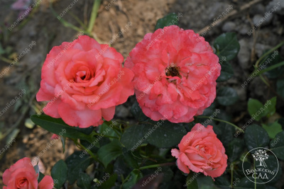 Роза Вайкики (флориб,роз.) н