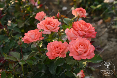 Роза Вайкики (флориб,роз.) н