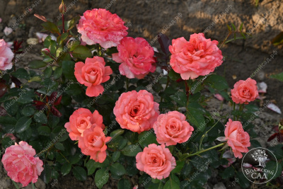 Роза Вайкики (флориб,роз.) н