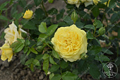 Роза Инка  (флориб,желт.)