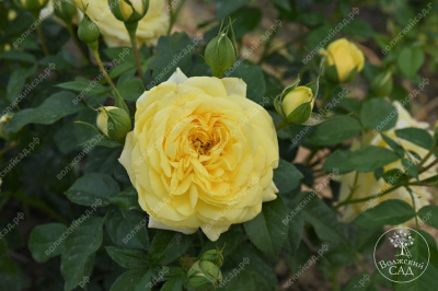 Роза Инка (флориб,желт.) н