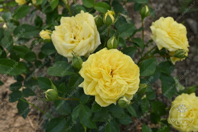 Роза Инка (флориб,желт.) н