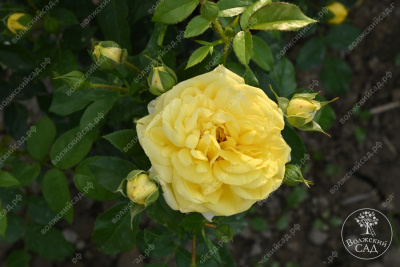Роза Инка (флориб,желт.) н