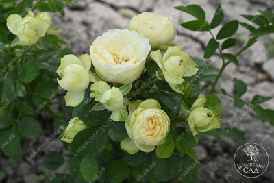 Роза Лемон Рококо (флориб,желт.бел.) н