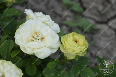 Роза Лемон Рококо (флориб,желт.бел.) н