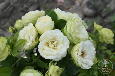 Роза Лемон Рококо (флориб,желт.бел.) н