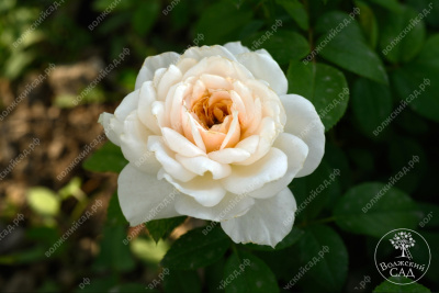 Роза Лионс Роуз (флориб,желт.бел.)