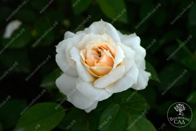 Роза Лионс Роуз (флориб,желт.бел.)