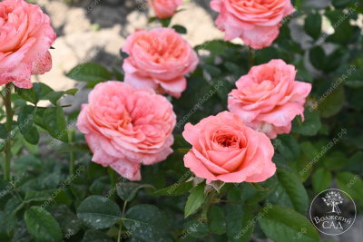 Роза Пинк Экспрешн (флориб,роз.)