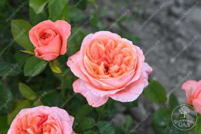 Роза Пинк Экспрешн (флориб,роз.)