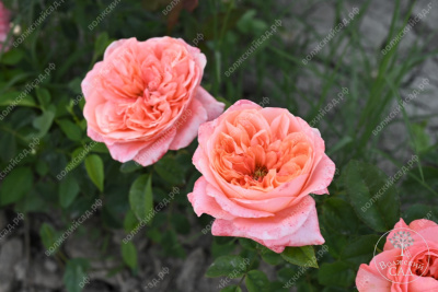 Роза Пинк Экспрешн (флориб,роз.)