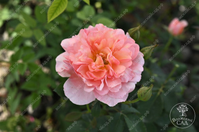 Роза Принцесс Дримс (флориб,роз.) н