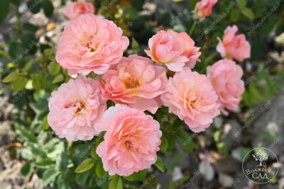 Роза Принцесс Дримс (флориб,роз.) н