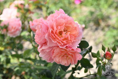 Роза Принцесс Дримс (флориб,роз.) н