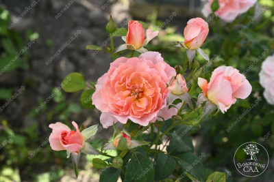 Роза Принцесс Дримс (флориб,роз.) н