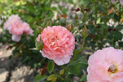 Роза Принцесс Дримс (флориб,роз.) н